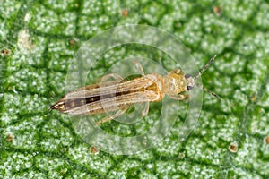 The onion, the potato, the tobacco or the cotton seedling thrips - Thrips tabaci order Thysanoptera