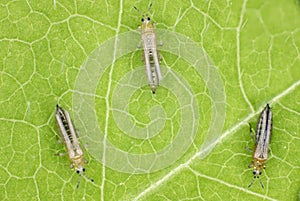 The onion, the potato, the tobacco or the cotton seedling thrips - Thrips tabaci order Thysanoptera