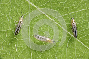 The onion, the potato, the tobacco or the cotton seedling thrips - Thrips tabaci order Thysanoptera