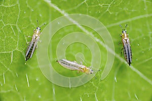 The onion, the potato, the tobacco or the cotton seedling thrips - Thrips tabaci order Thysanoptera