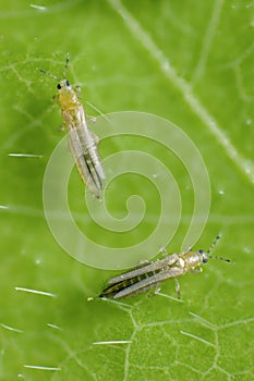 The onion, the potato, the tobacco or the cotton seedling thrips - Thrips tabaci order Thysanoptera