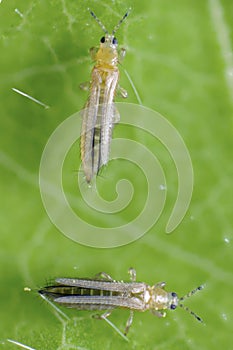 The onion, the potato, the tobacco or the cotton seedling thrips - Thrips tabaci order Thysanoptera