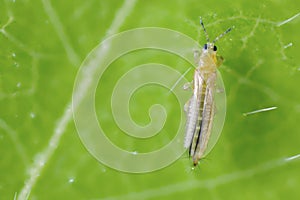 The onion, the potato, the tobacco or the cotton seedling thrips - Thrips tabaci order Thysanoptera