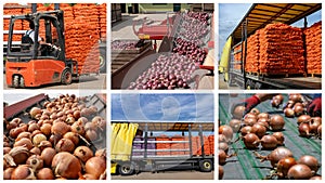 Onion Production and Processing In Packing House Facility Prior Distribution To Market - Photo Collage