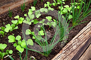 Onion and radish sprouts grow in the ground. Organic vegetable garden