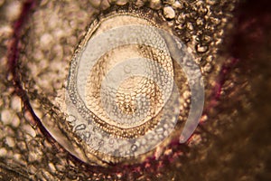 Onion root cells at the microscope