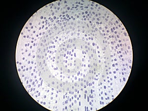 Onion root tip cells