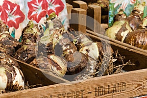 Onion and roots in wooden box