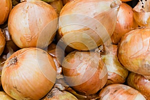onion for sale photo
