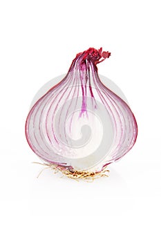 Onion section isolated