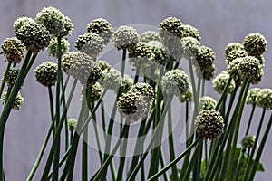 Onion seed balls bear hundreds of seeds, but are also beautifully decorative