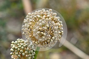 Onion seed detail