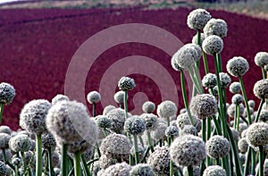 Onion seed field