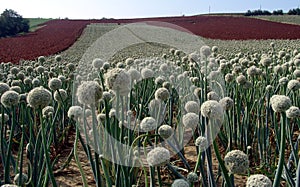 Onion seed field