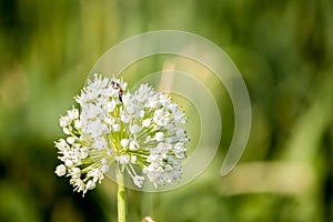 An onion seed in the field