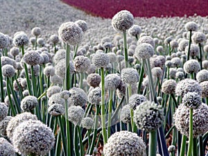 Onion seed field