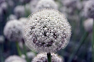 Onion seed flower