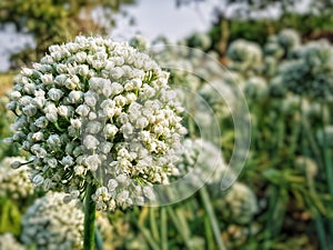 Onion seed flower