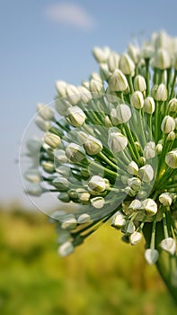 Onion seed flower