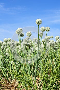 Onion seed flowering