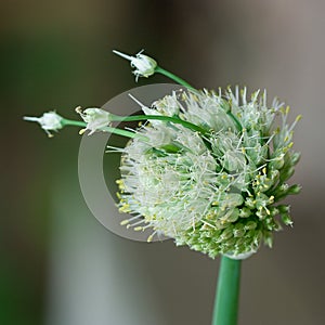Onion Seed Head