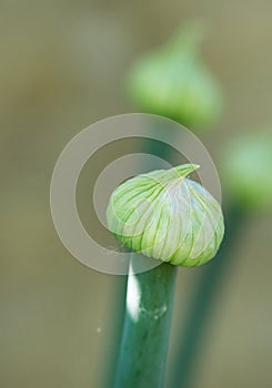 Onion seed head