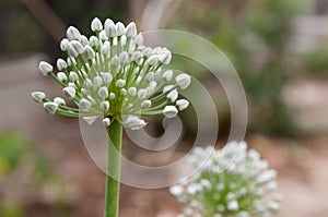 Onion Seed Head