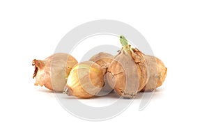 Onion seed isolated on white background, spring bulbs