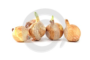 Onion seed isolated on white background, spring bulbs