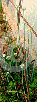 Onion seed plant grown in kashmir,india