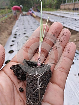 Onion Seed Plant Lokananta