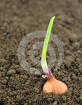 Onion seedling on fertile soil