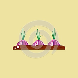 onion seedling on fertile soil. Vector illustration decorative design