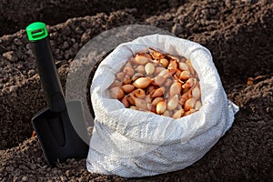 onion seedlings in a bag on the background of soil and a shovel