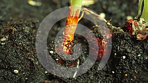 onion seedlings in fertile soil before planting on a garden bed in a greenhouse