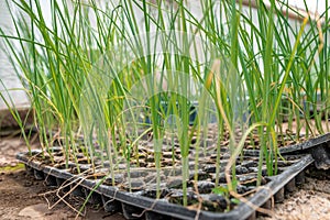 Onion seedlings in a greenhouse on an organic farm