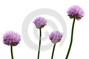 Onion seven-year flower