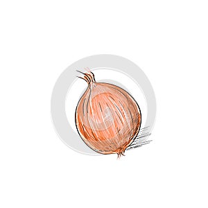 Onion sketch color drawing isolated over white