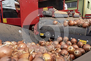 Onion Sorting and Grading Machine in Action