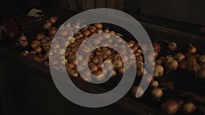 Onion sorting, processing and packing factory. Onion moving on a tractor conveyor, close up.