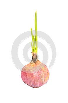Onion sprout