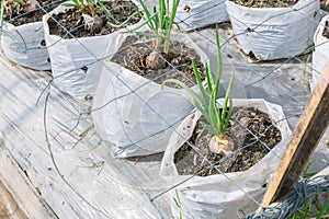 Onion sprout grown row planting in agriculture farm