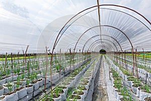 Onion sprout planting in agriculture farm field