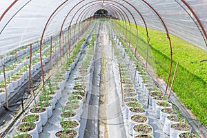 Onion sprout planting in agriculture farm field row