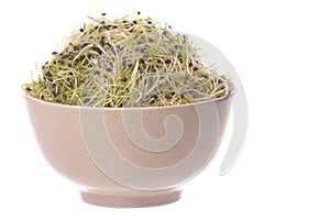 Onion Sprouts in Bowl Isolated