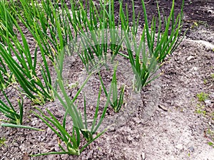 Onion sprouts in early spring at the kitchen garden