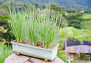 Onion sprouts green seedling in pot in the vegetable garden on the mountain - shallots growing from soil