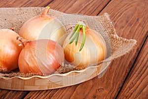 Onion with sprouts on a napkin with burlap