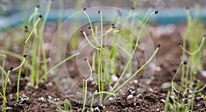 Onion Sprouts in Soil
