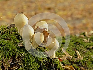 Onion-stalk parasol mushrooms in the forest